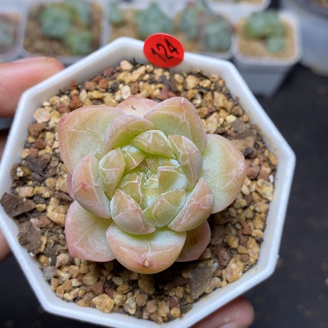 28包邮脱土发货当天凑单124