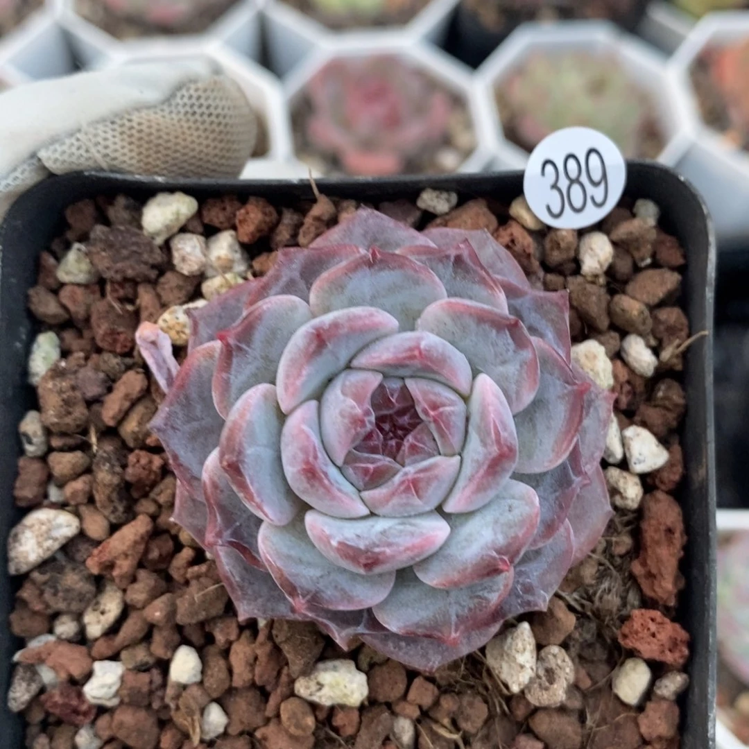 38元包邮带盆土联系客服XL389