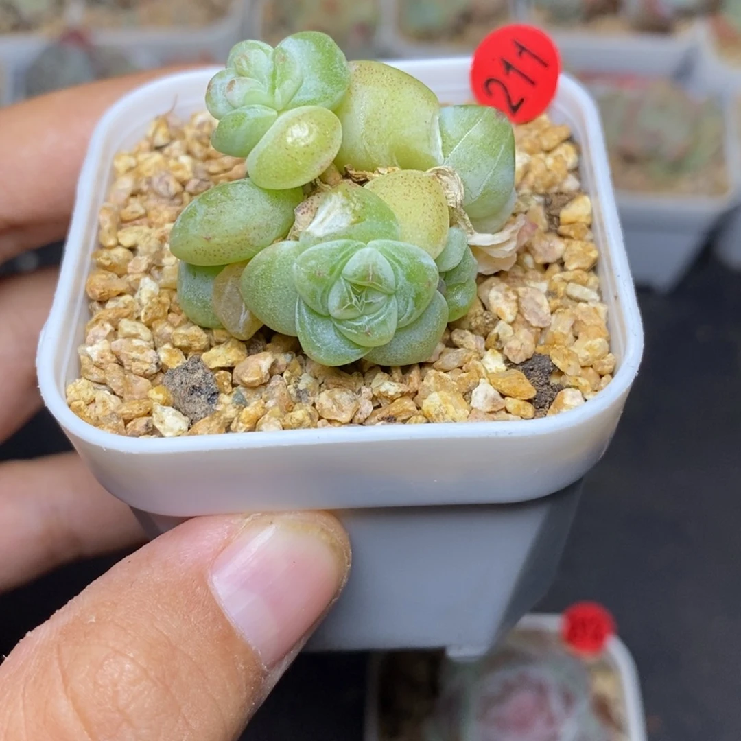 28包邮脱土发货当天凑单A211