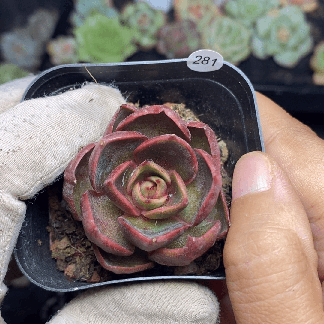 特价福利一物一拍281