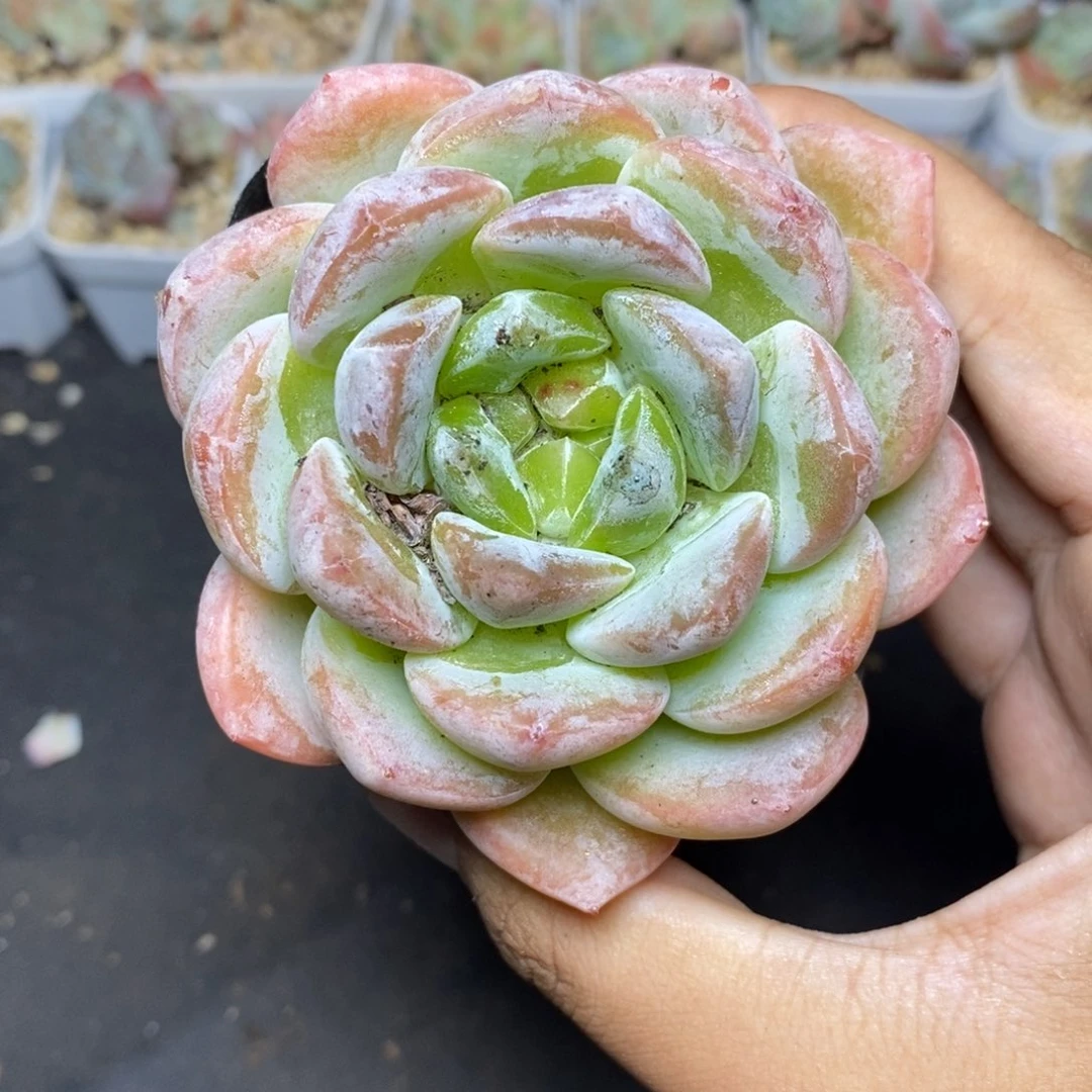 28包邮脱土发货当天凑单A240