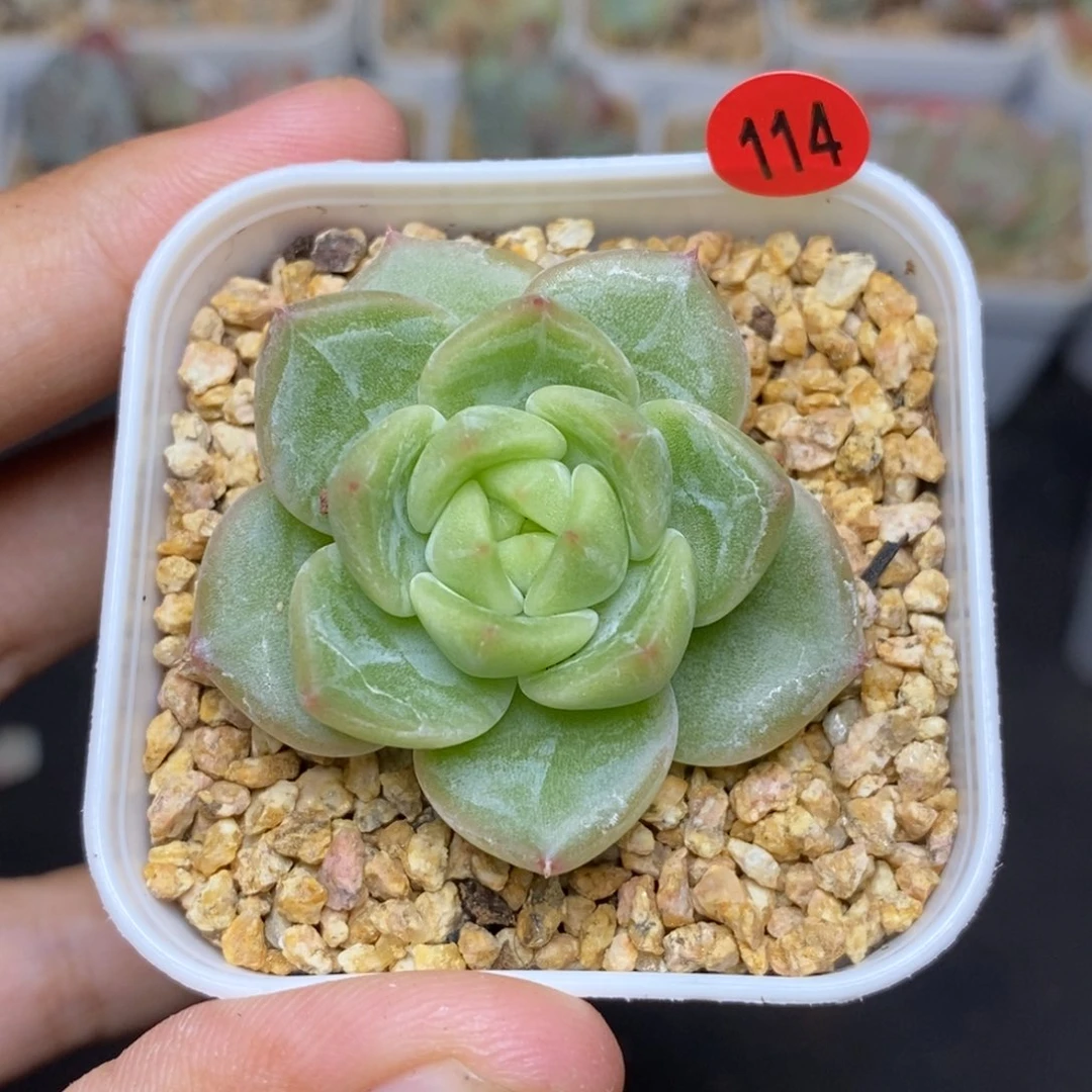 28包邮脱土发货当天凑单A114