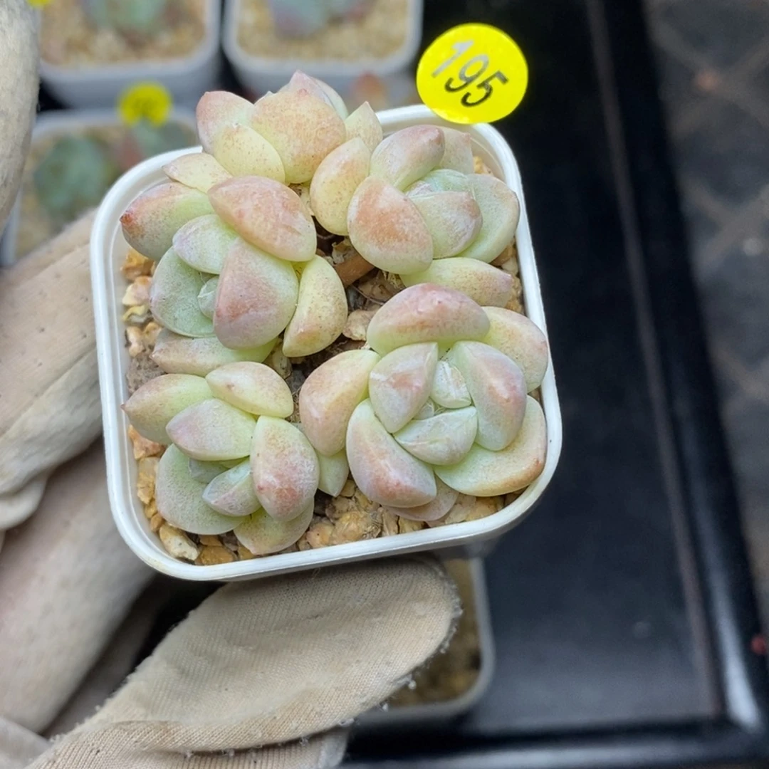 妳*9.9包邮一物一拍脱土发货195