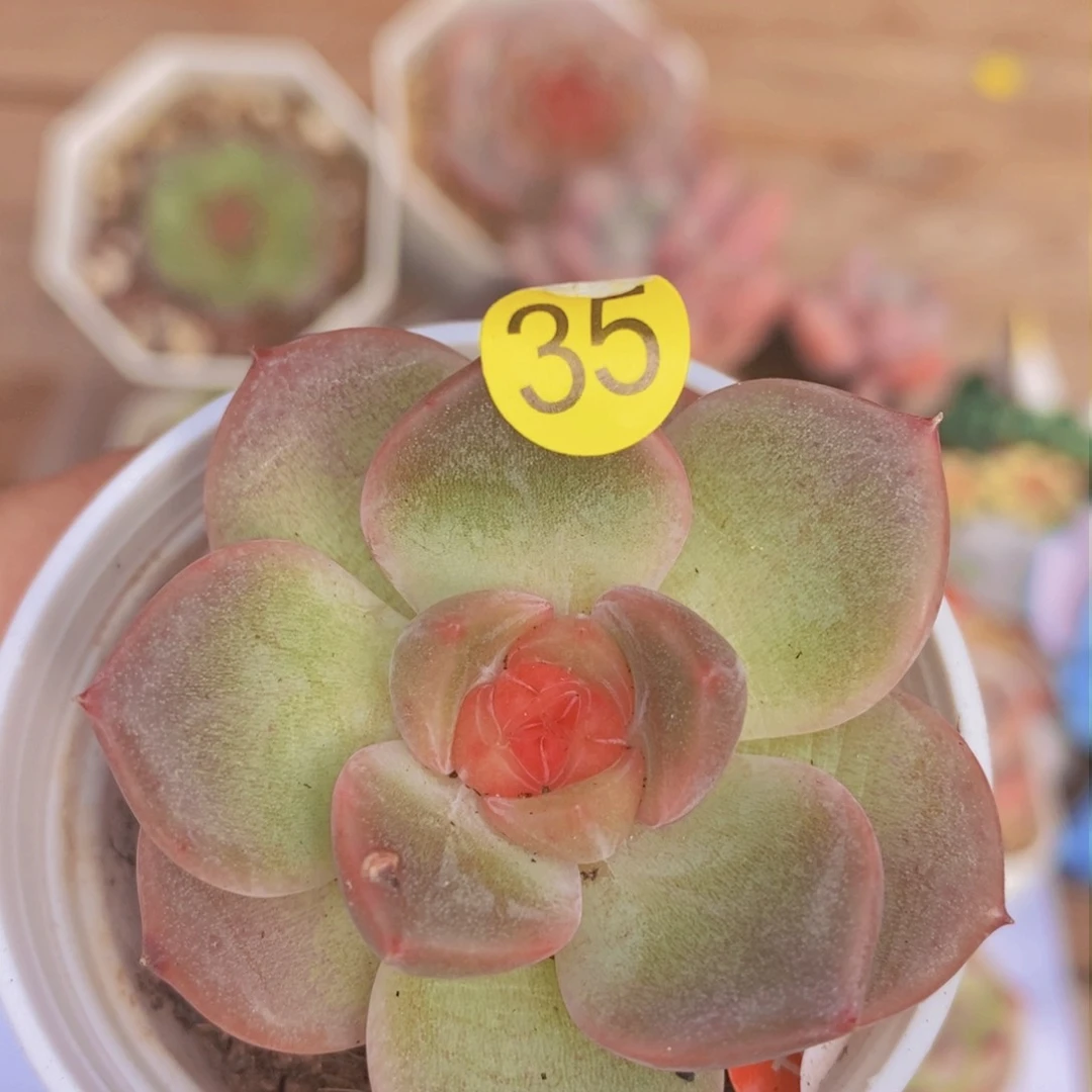 28块脱土包邮ＷＹＣ35