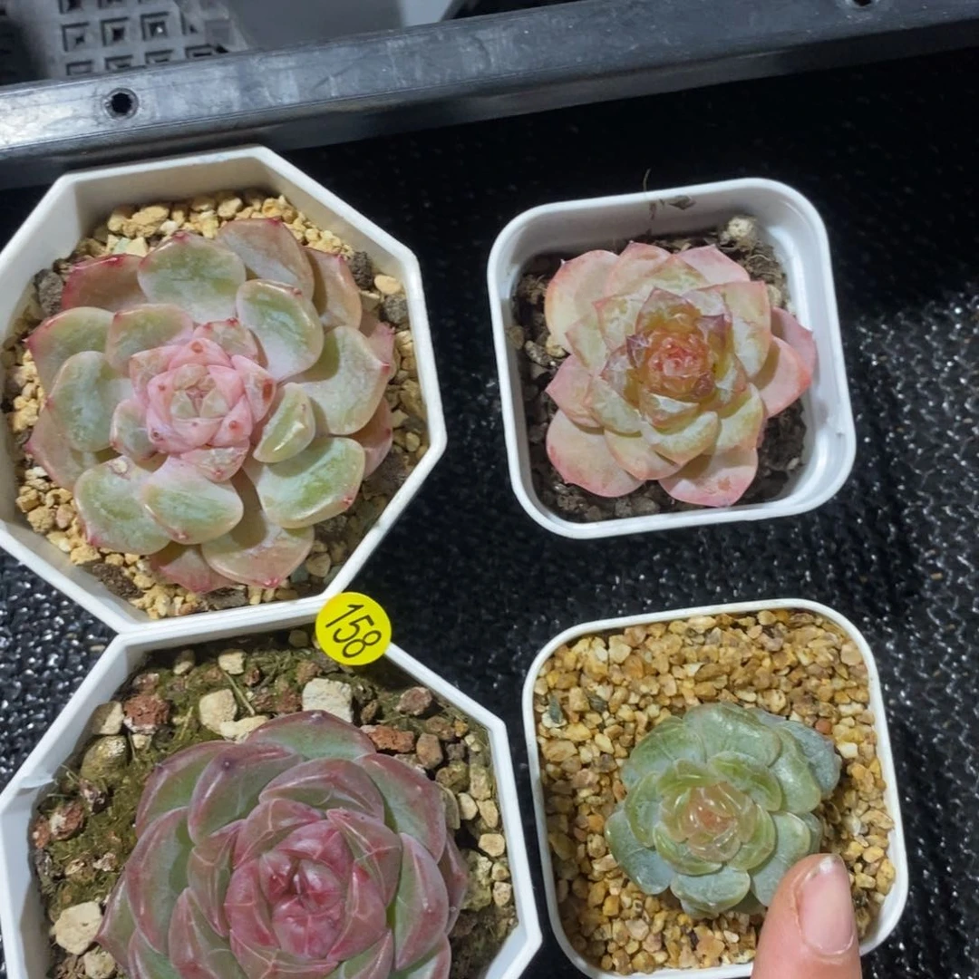 28包邮脱土发货MZ158四颗