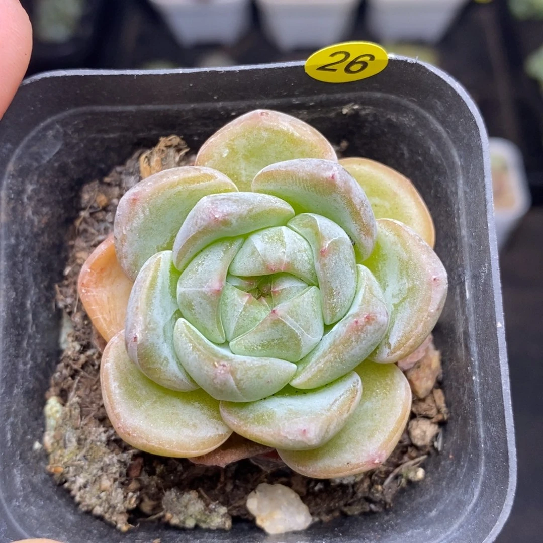 28包邮脱土发货当天凑单A26