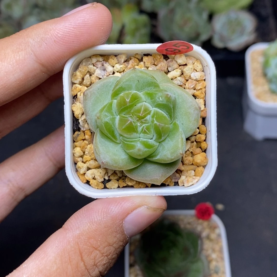 28包邮脱土发货当天凑单95