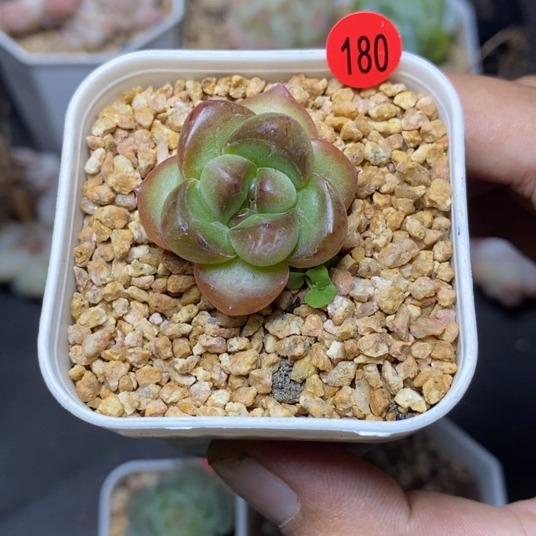 28包邮脱土发货当天凑单180