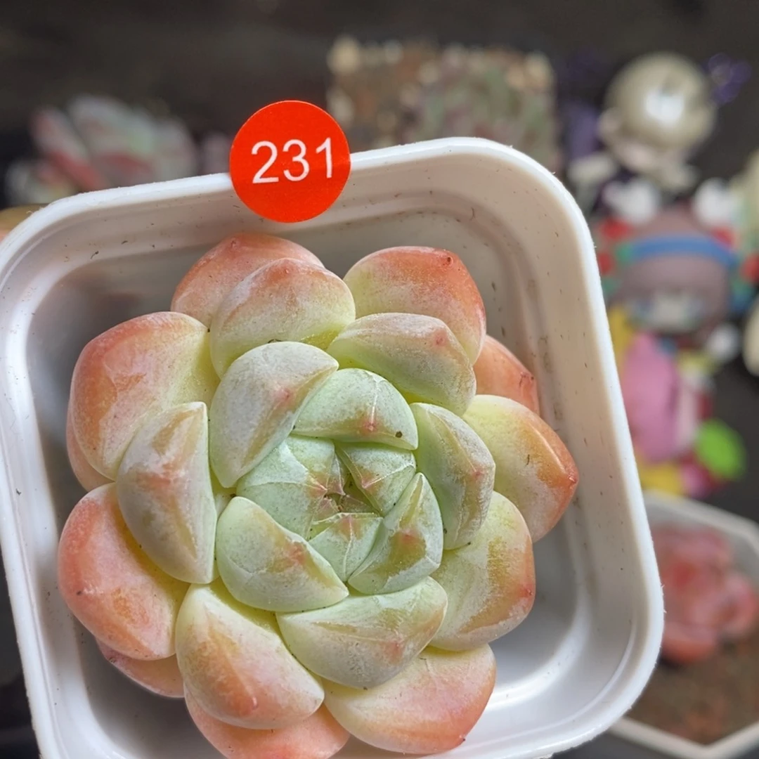米子多肉一物一拍LI231