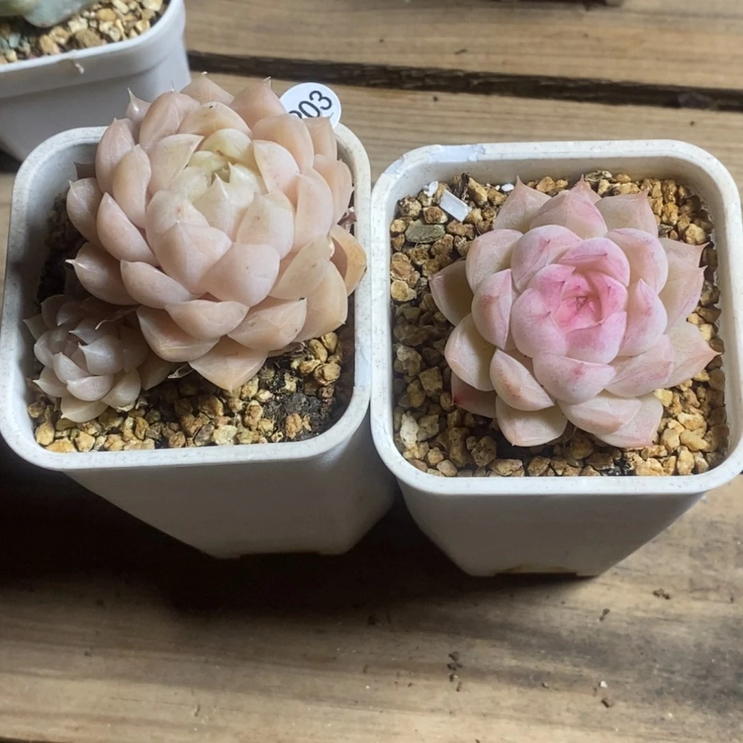 肉肉28块包邮w y c203