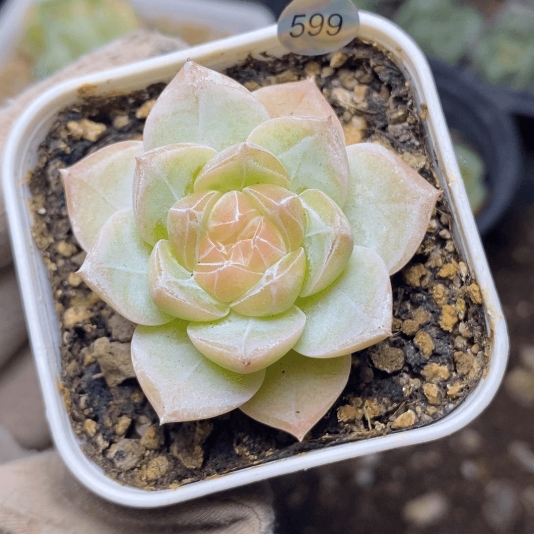 特价福利一物一拍脱土发货599