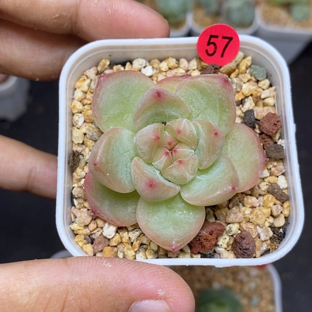 28包邮脱土发货当天凑单57