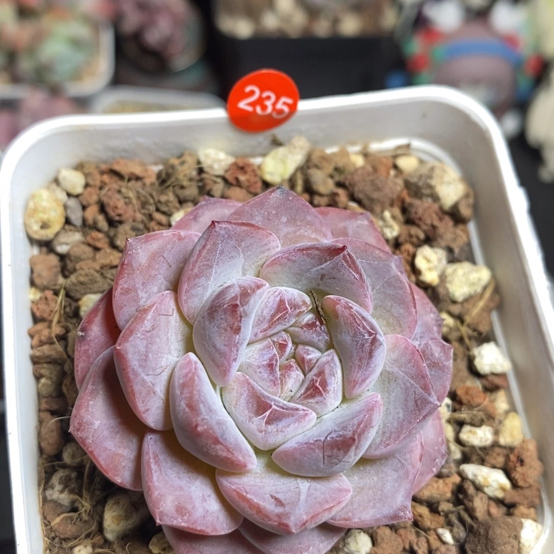 米子多肉一物一拍LI235