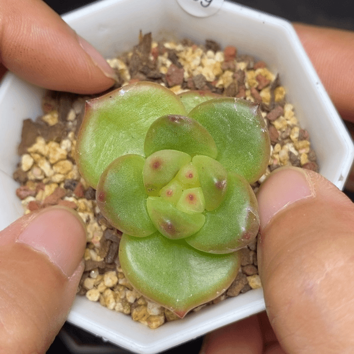 9.9包邮当天凑单脱土发货289