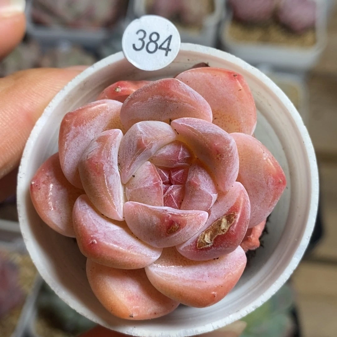 肉肉28块包邮w y c384