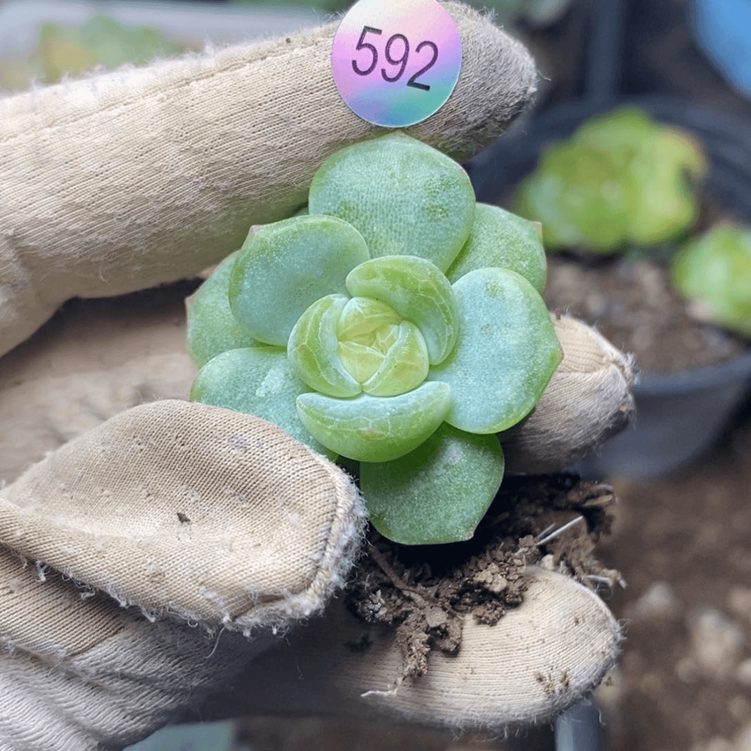 特价福利一物一拍脱土发货592