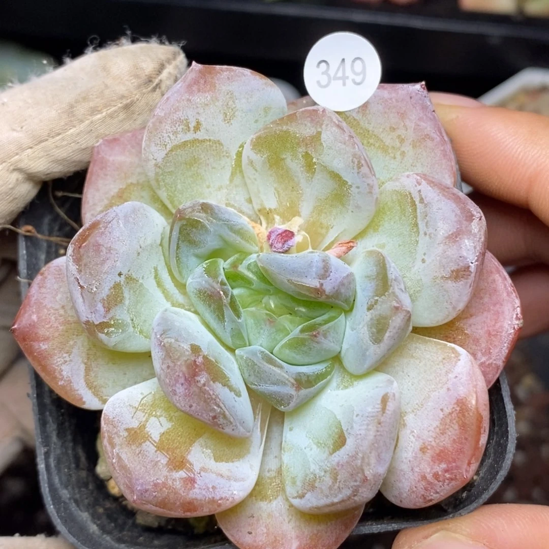 特价福利一物一拍349