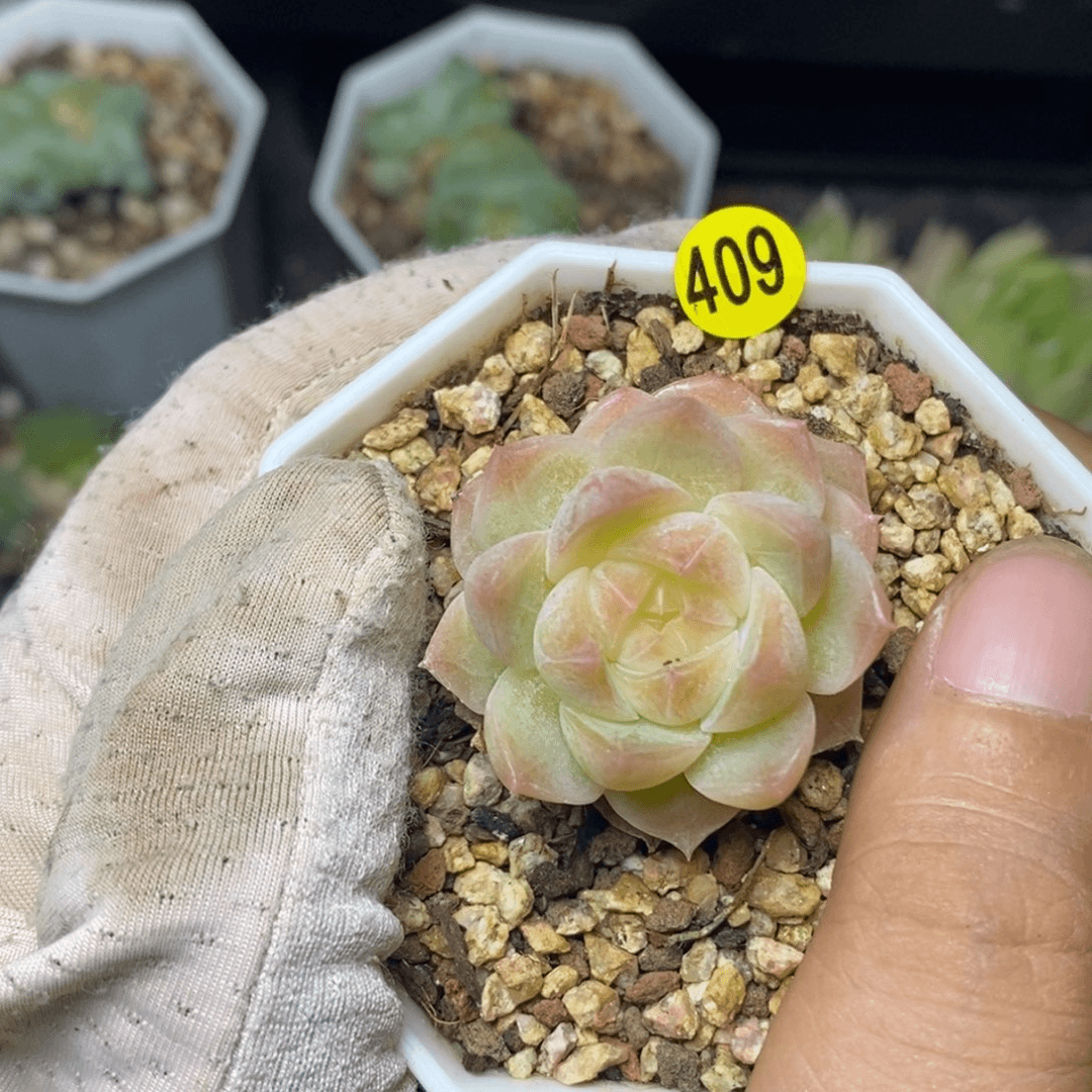 特价福利一物一拍409