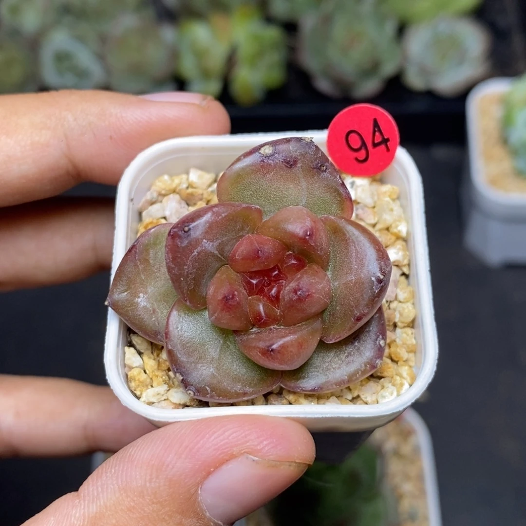 28包邮脱土发货当天凑单94晚晴