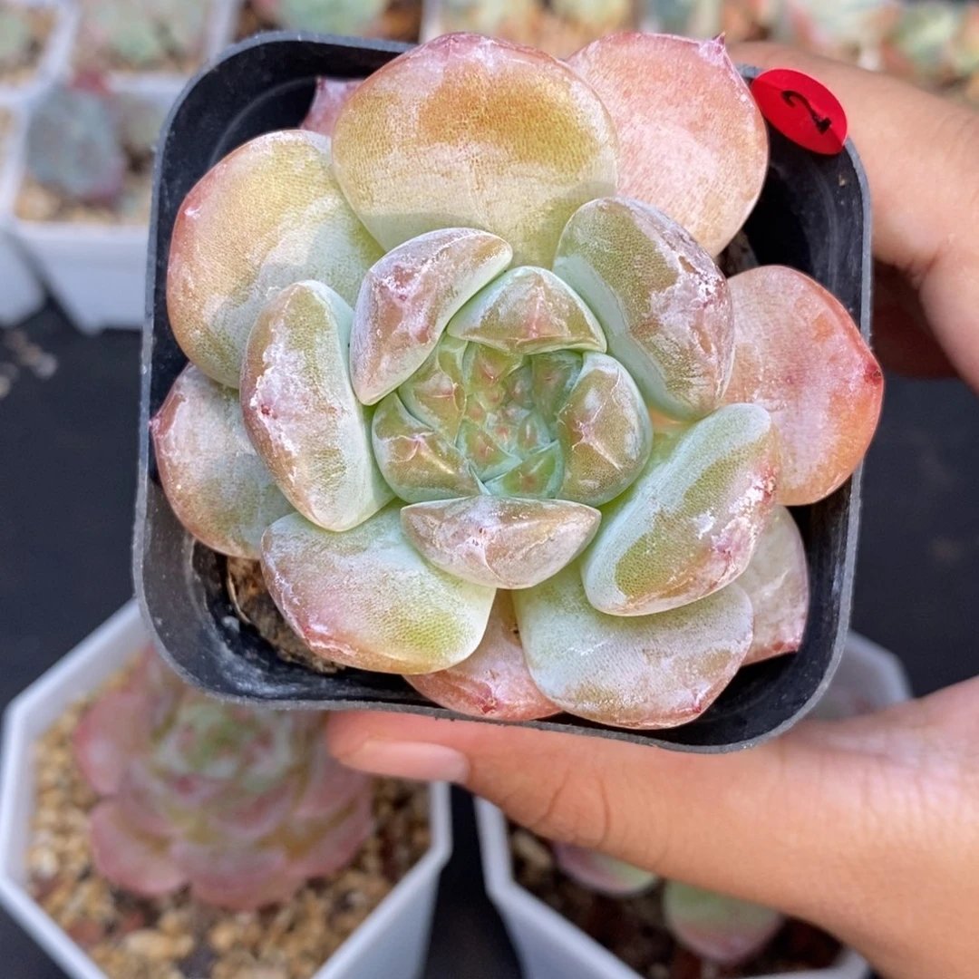 28包邮脱土发货当天凑单2