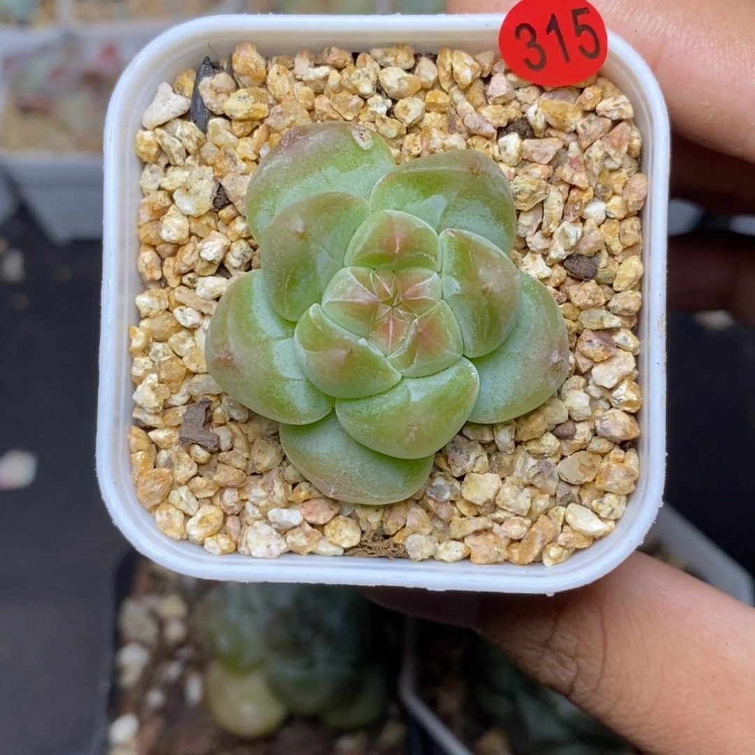 28包邮脱土发货当天凑单A315