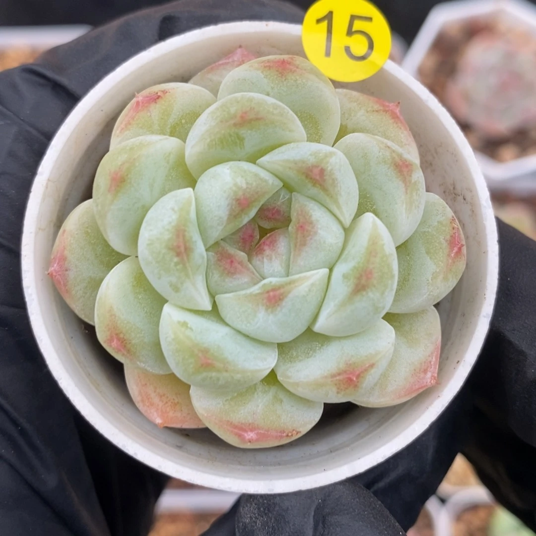28包邮 脱土发货XL16