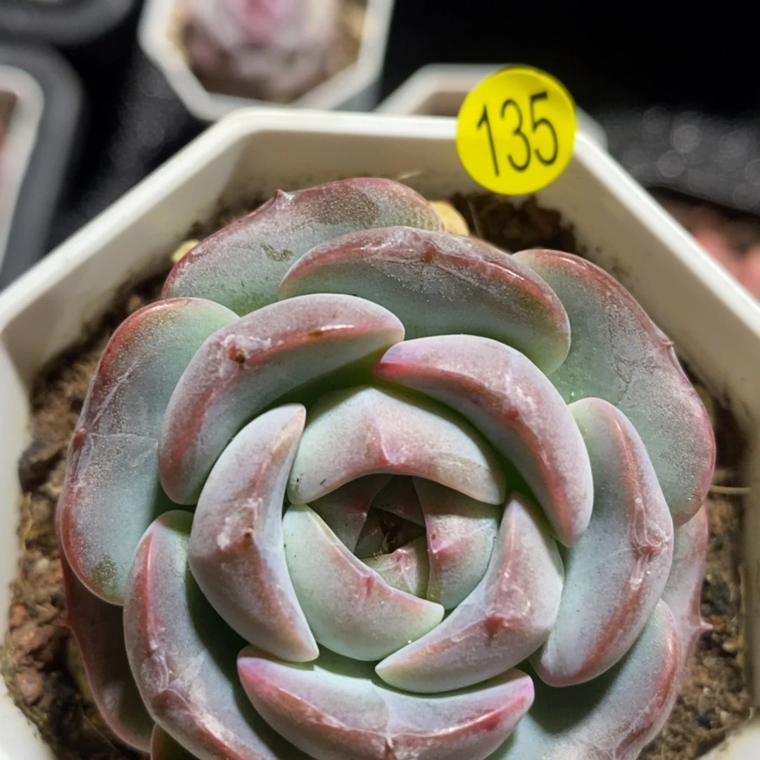 28元包邮脱土发货XL135