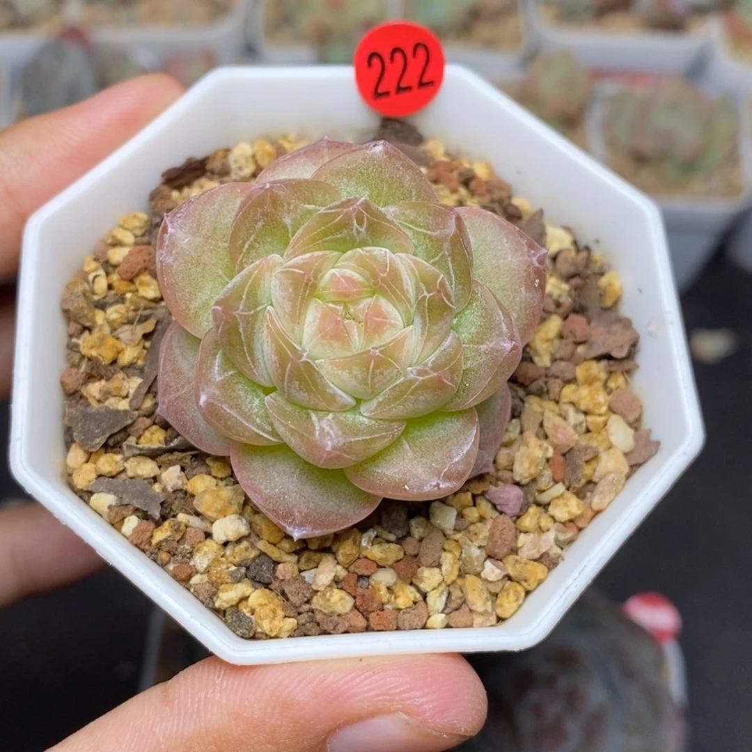 28包邮脱土发货当天凑单A222