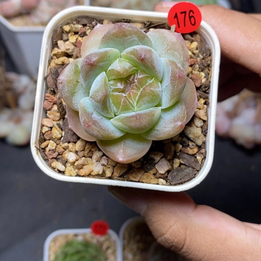 28包邮脱土发货当天凑单176