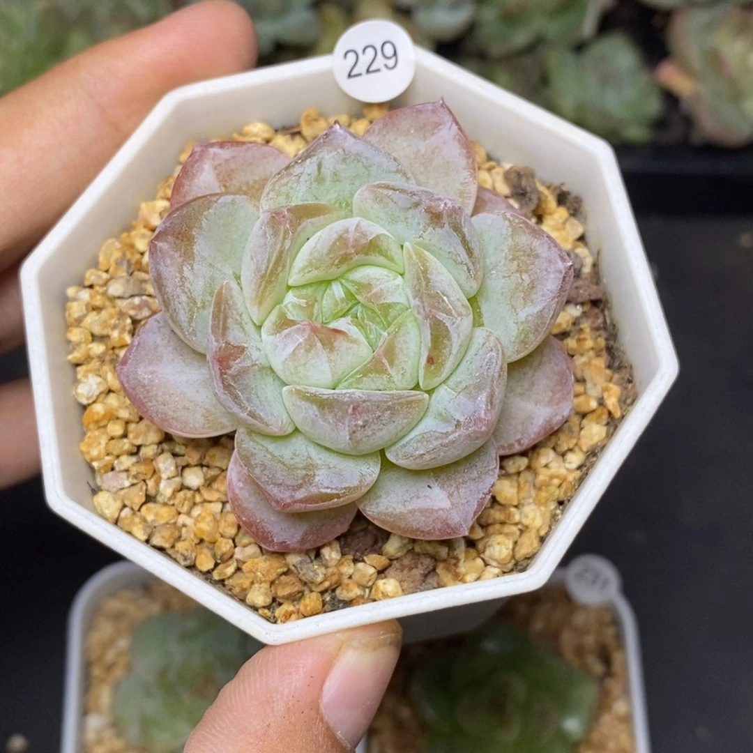 28包邮脱土发货当天凑单229