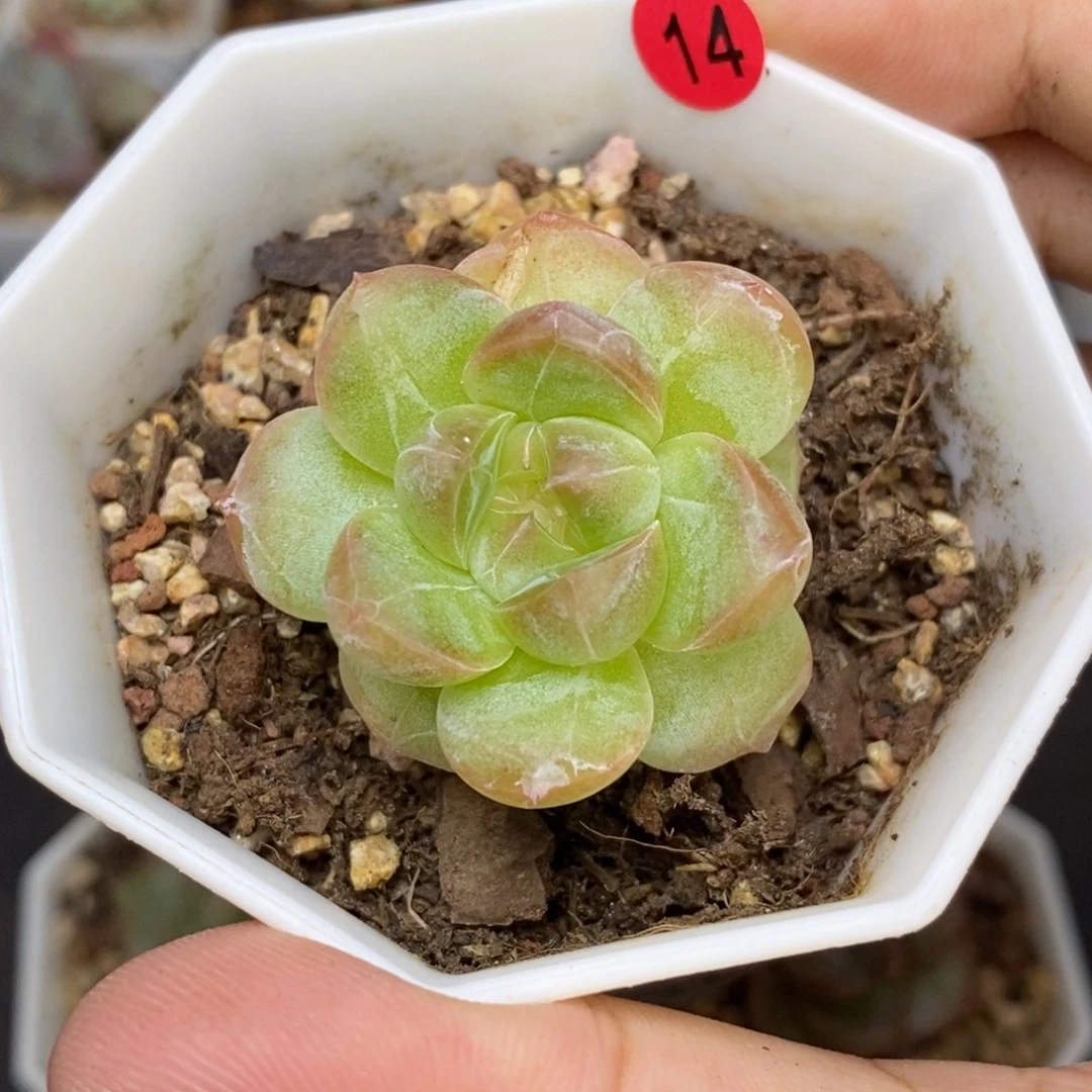 28包邮脱土发货当天凑单14
