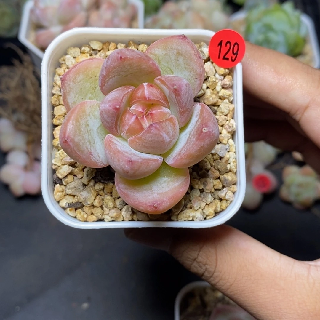 28包邮脱土发货当天凑单129