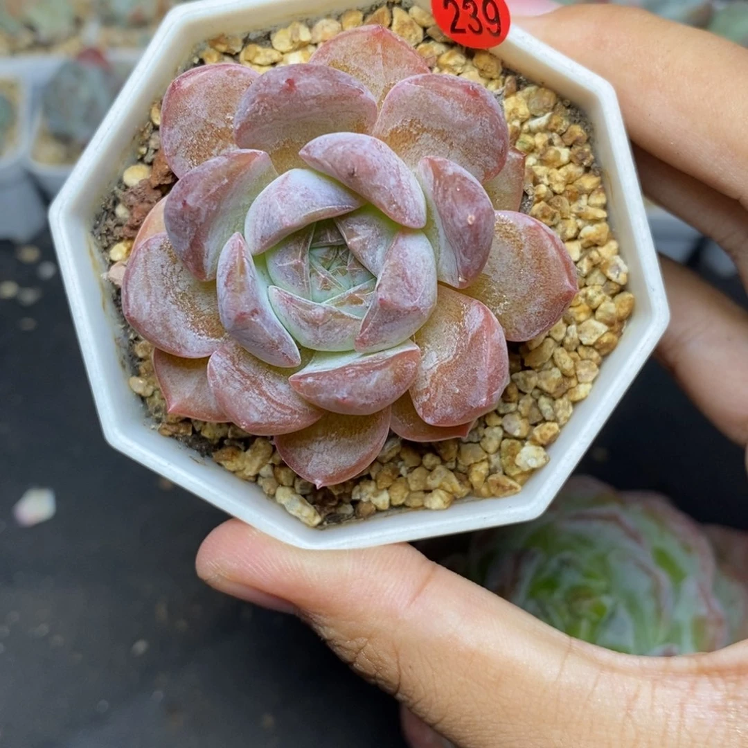 28包邮脱土发货当天凑单A239