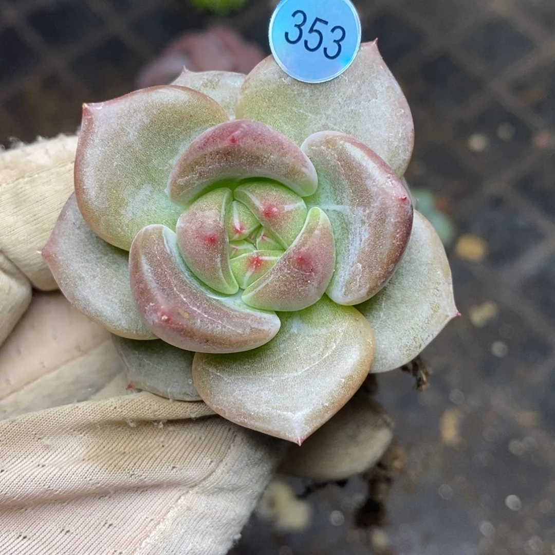 9.9包邮一物一拍脱土发货353