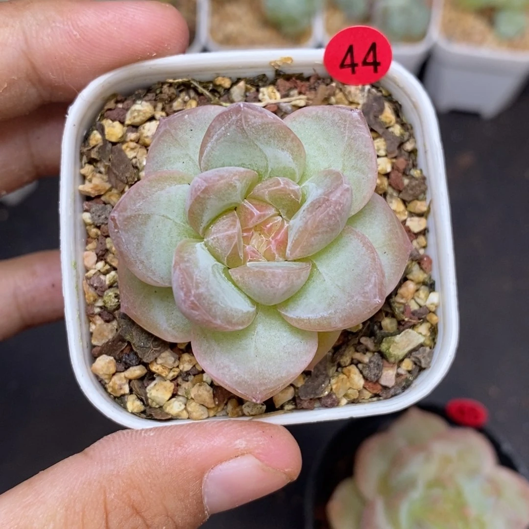 28包邮脱土发货当天凑单44