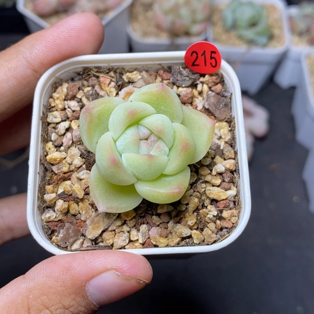 28包邮脱土发货当天凑单215