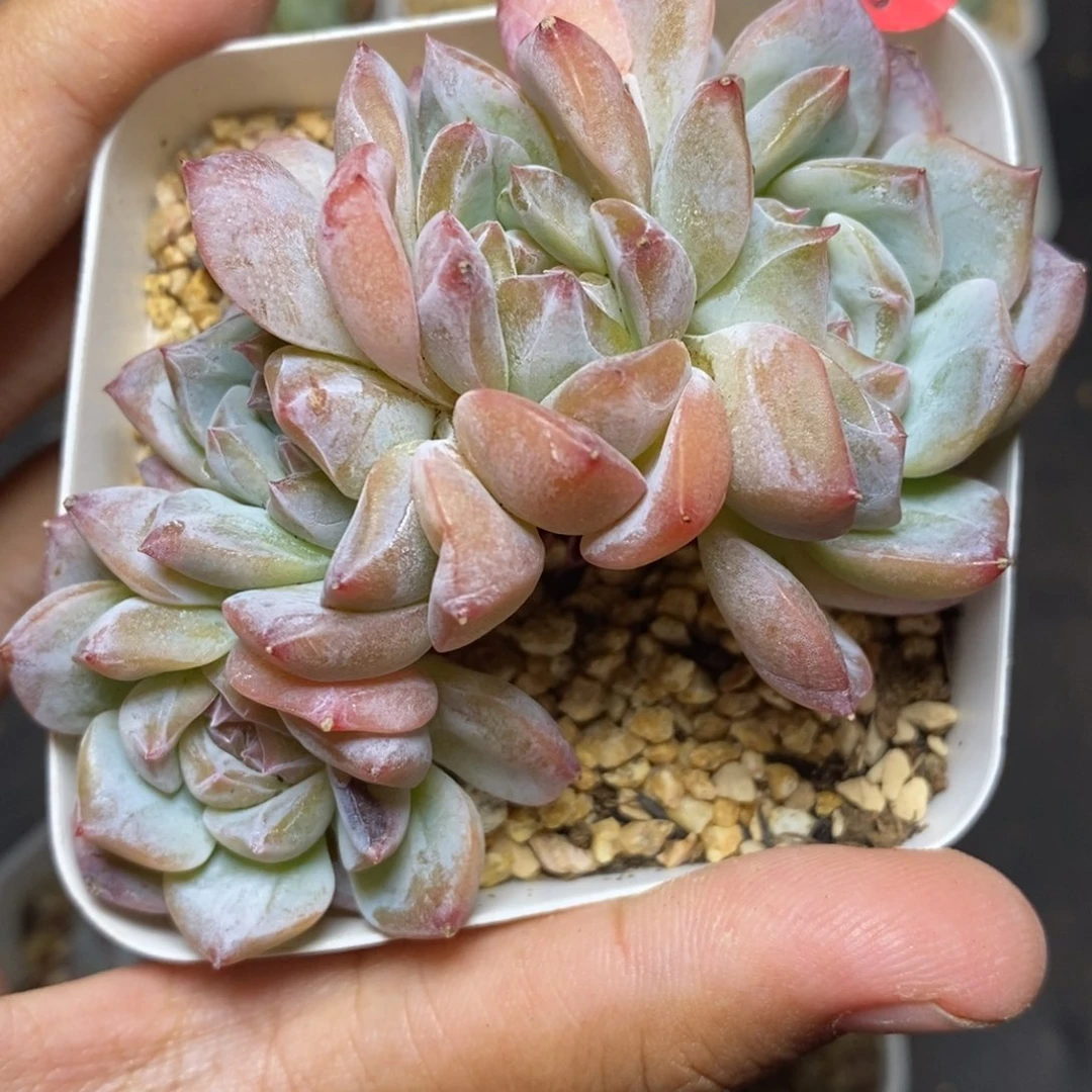 28包邮脱土发货当天凑单378