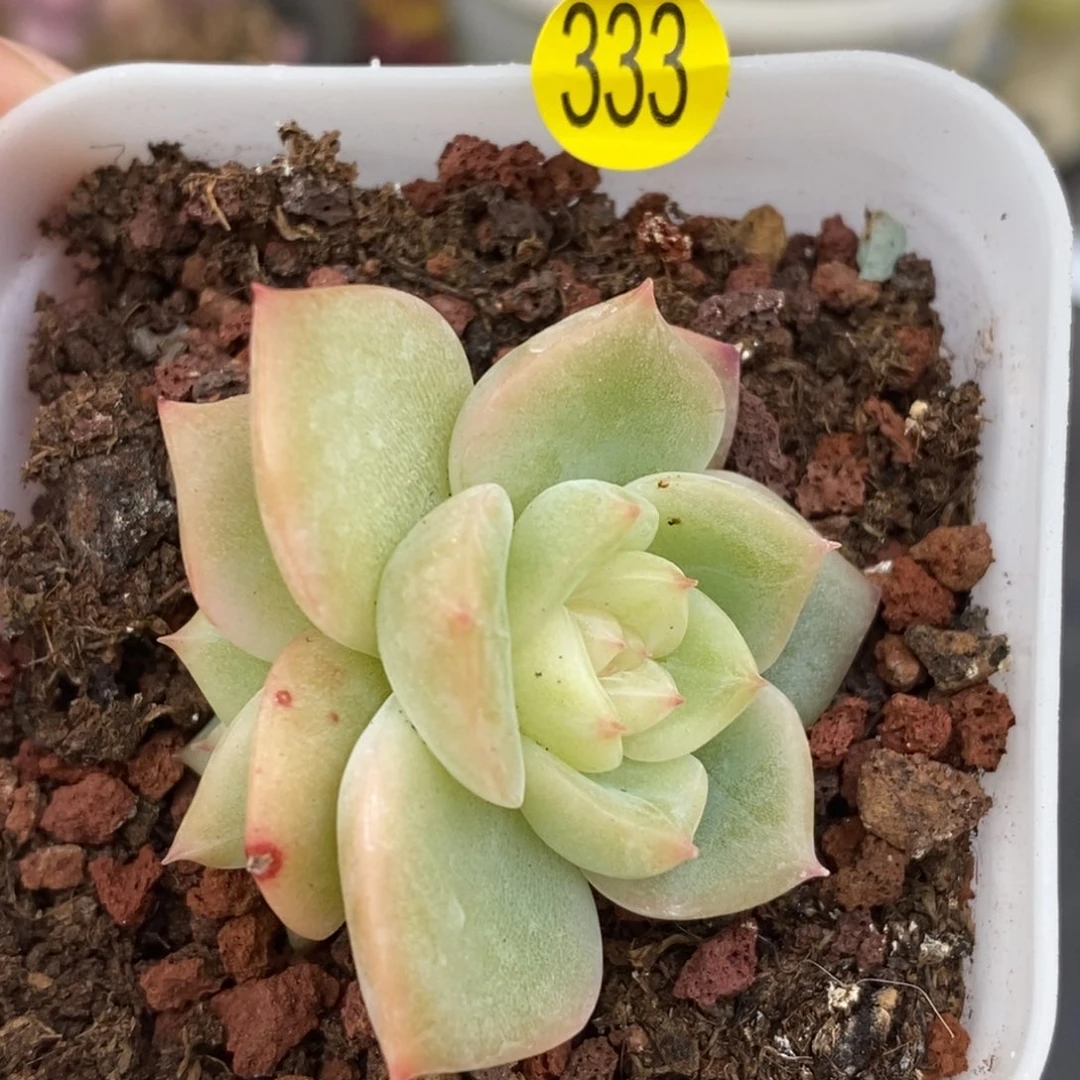 28脱土包邮wyc333