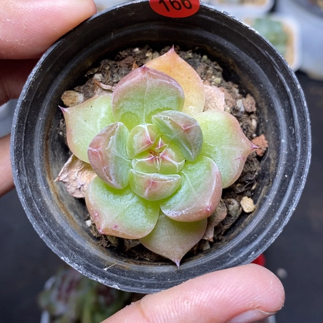 28包邮脱土发货当天凑单166