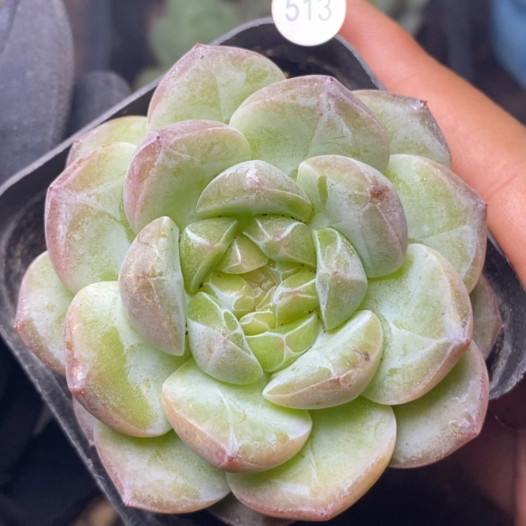特价福利一物一拍脱土发货513