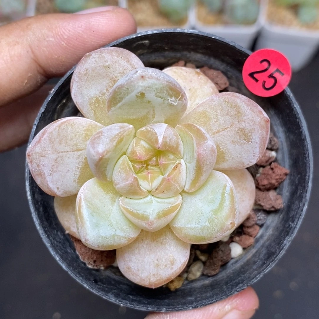 28包邮脱土发货当天凑单25