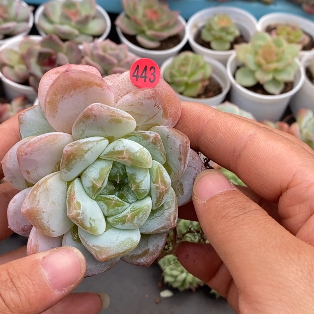 满28包邮清棚处理A443