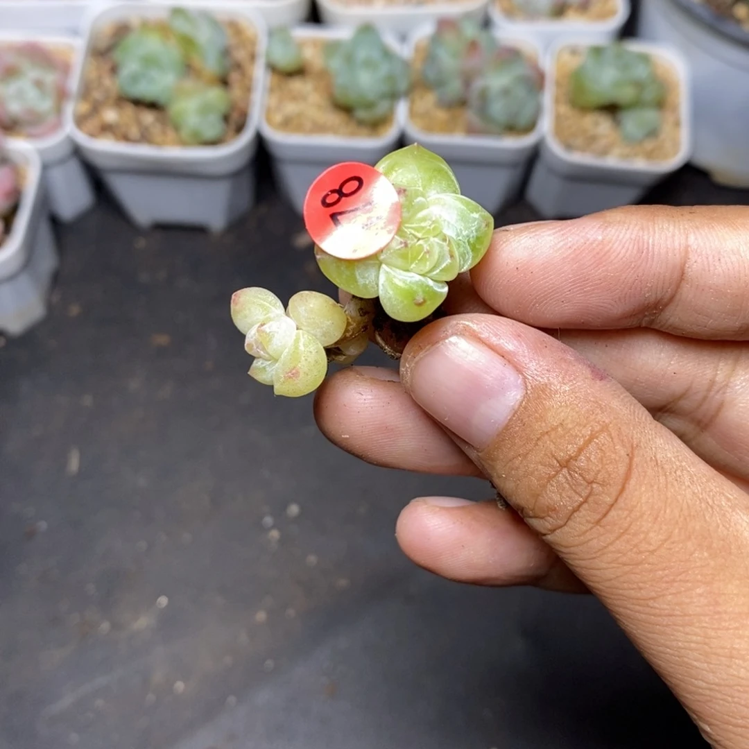 28包邮脱土发货当天凑单178