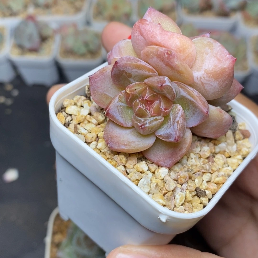 28包邮脱土发货当天凑单A241