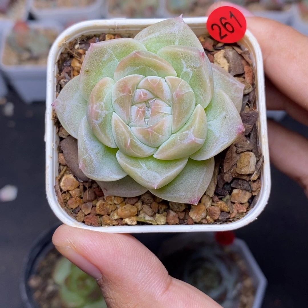 28包邮脱土发货当天凑单A261