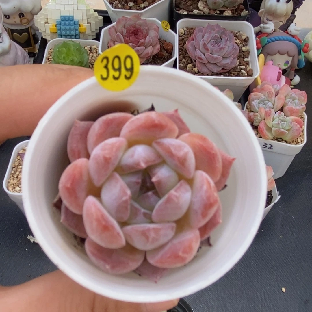 38脱土包邮ＷＹＣ399