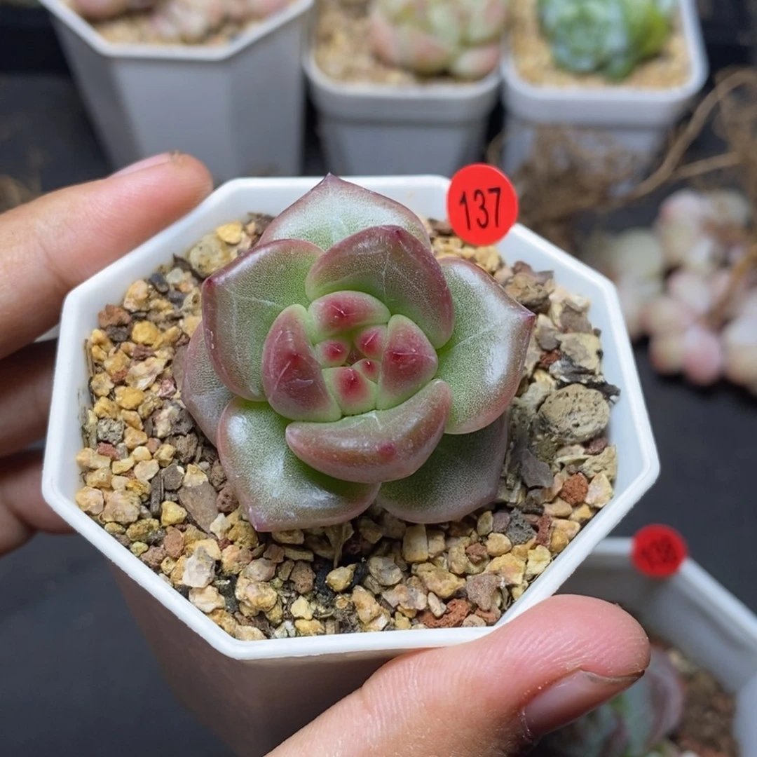 28包邮脱土发货当天凑单137