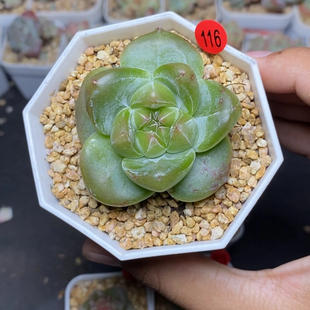 28包邮脱土发货当天凑单A116