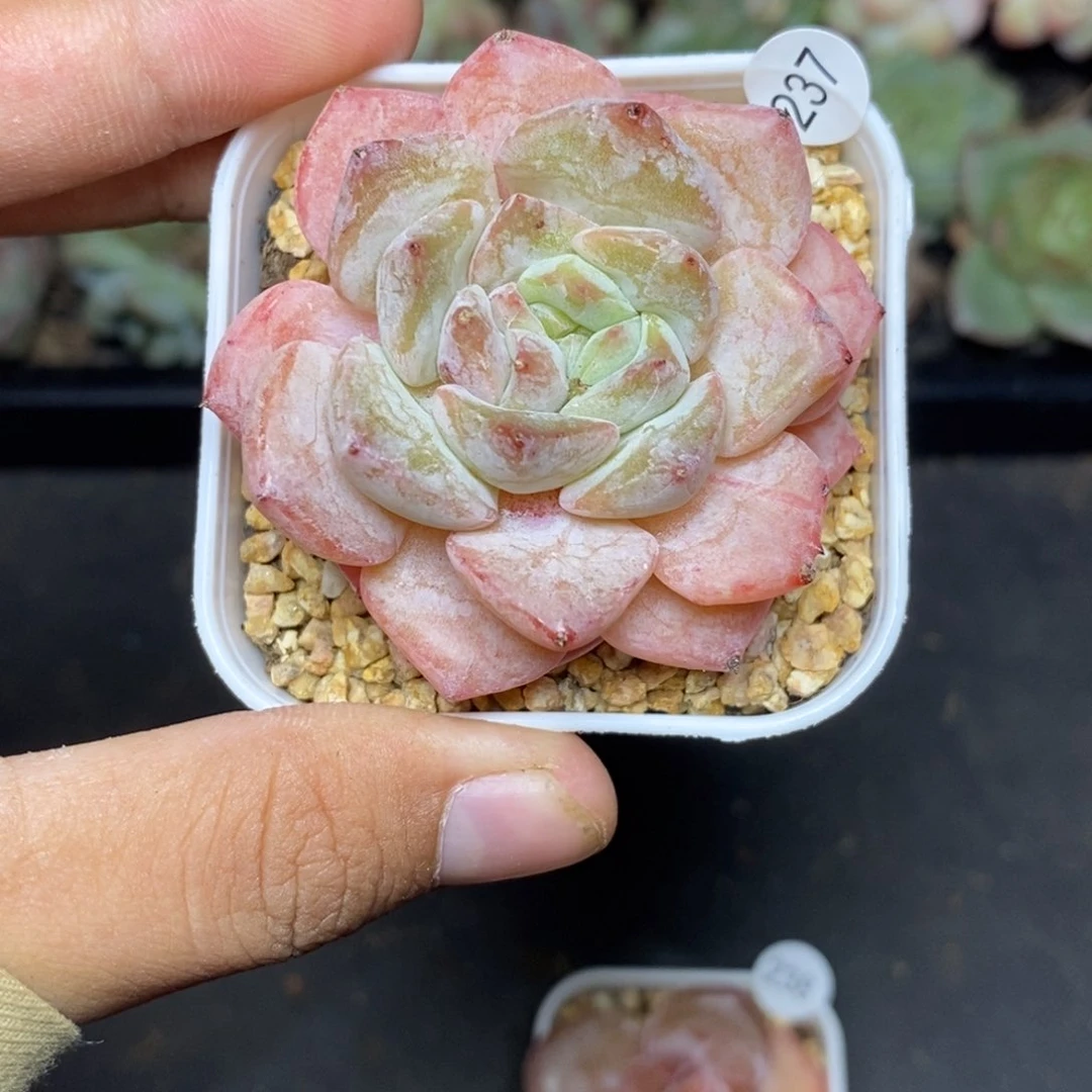 28包邮脱土发货当天凑单237
