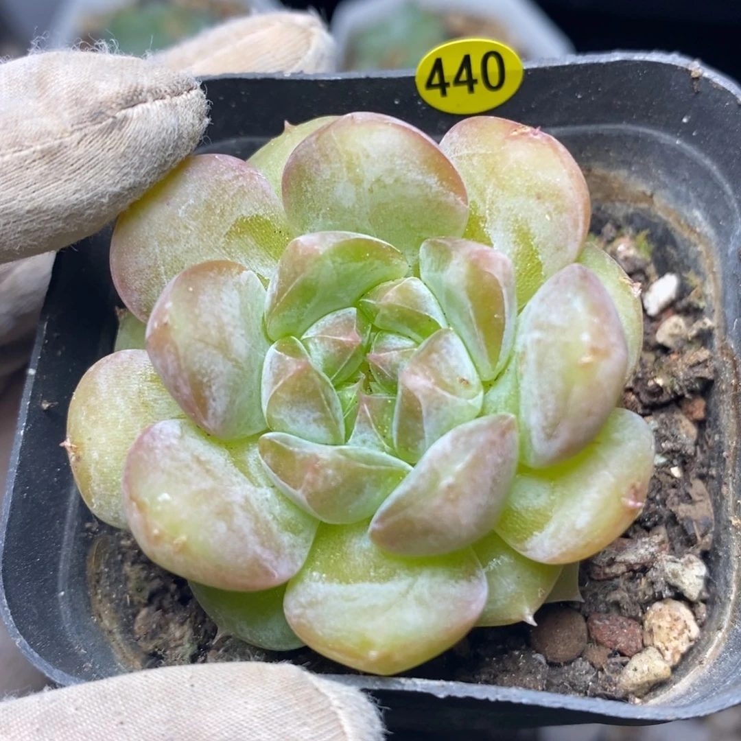 特价福利一物一拍440